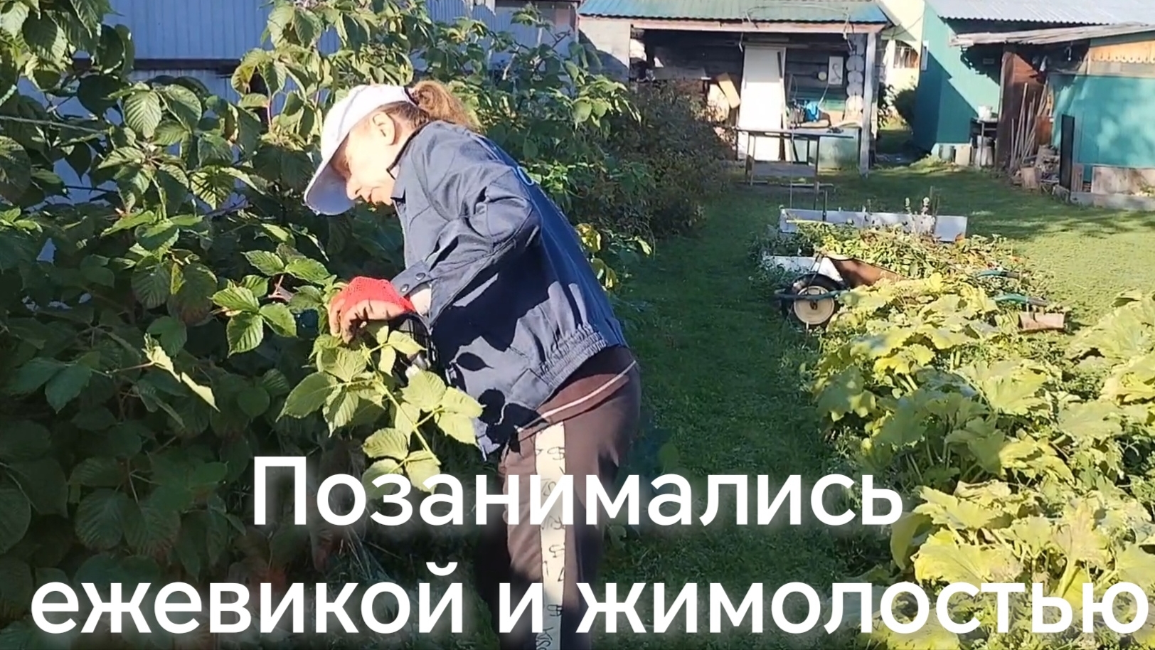 Позанимались ежевикой и жимолостью 19-09-2026