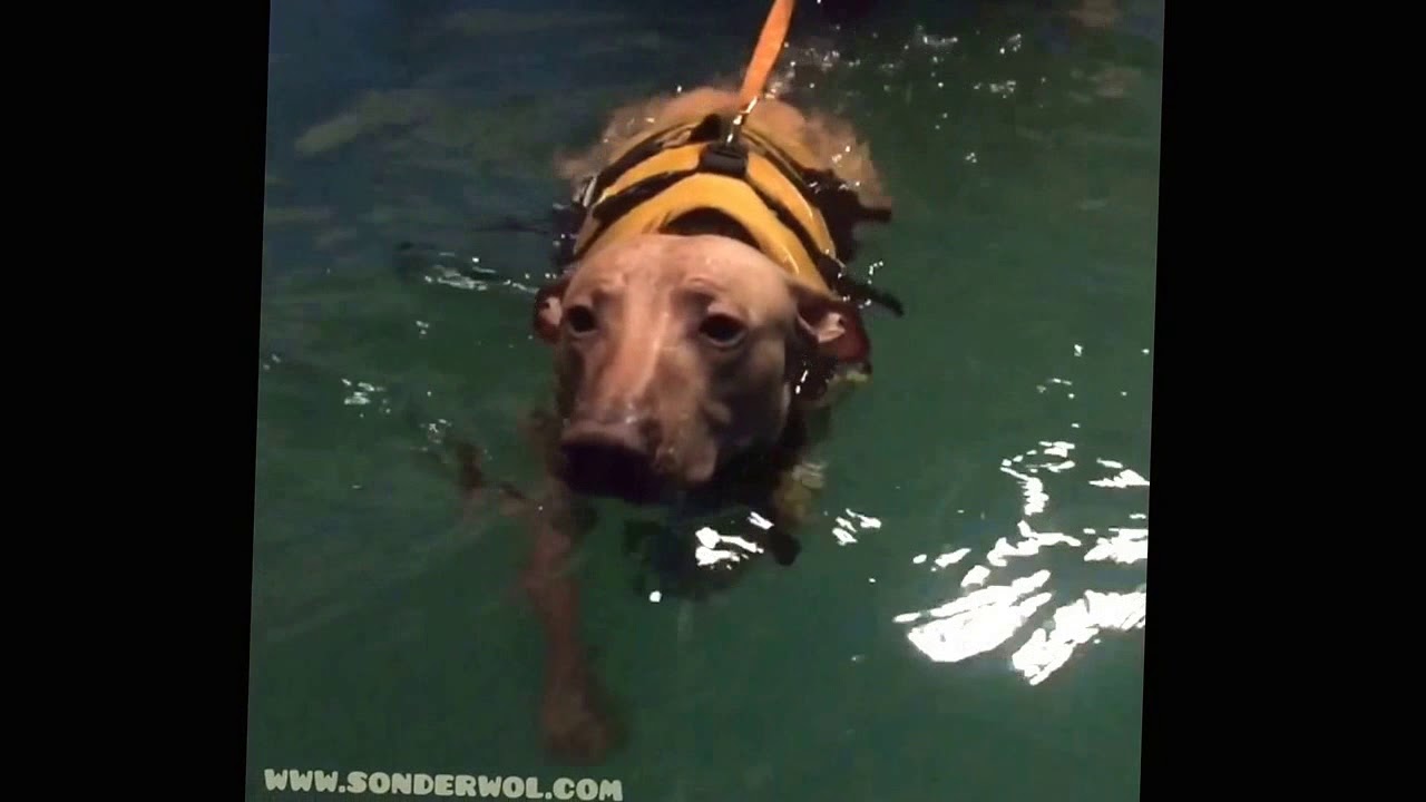 Teo And Qero Training In Pool