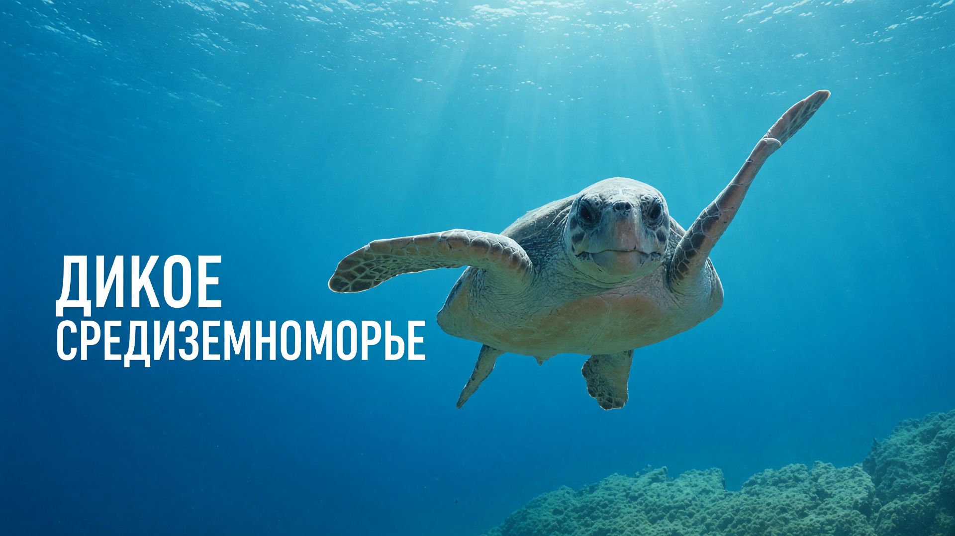 Дикое Средиземноморье - 2 серия (2024) / Wild Mediterranean