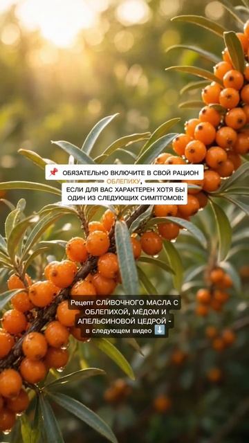 Полезная облепиха :