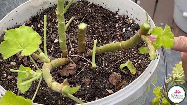 3 способа хранения пеларгонии зимой