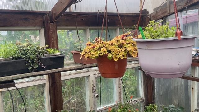 🏡 Огородно-тепличный Vlog. Готовим теплицы к следующему сезону. Частично убираю цветы с улицы.