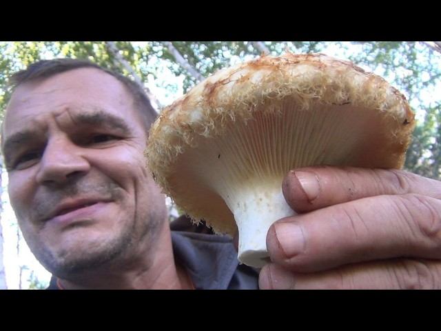 Грибы НАСТОЯЩИЙ ГРУЗДЬ Белый гриб МАСЛЯТА Лисички Как и Где Собирать 20 августа 2026