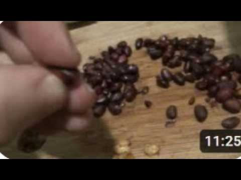КЕДРОВЫЕ ОРЕХИ Как ПОЧИСТИТЬ !!! Кедровый орех