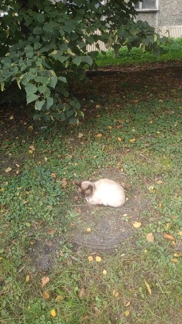 Кошка