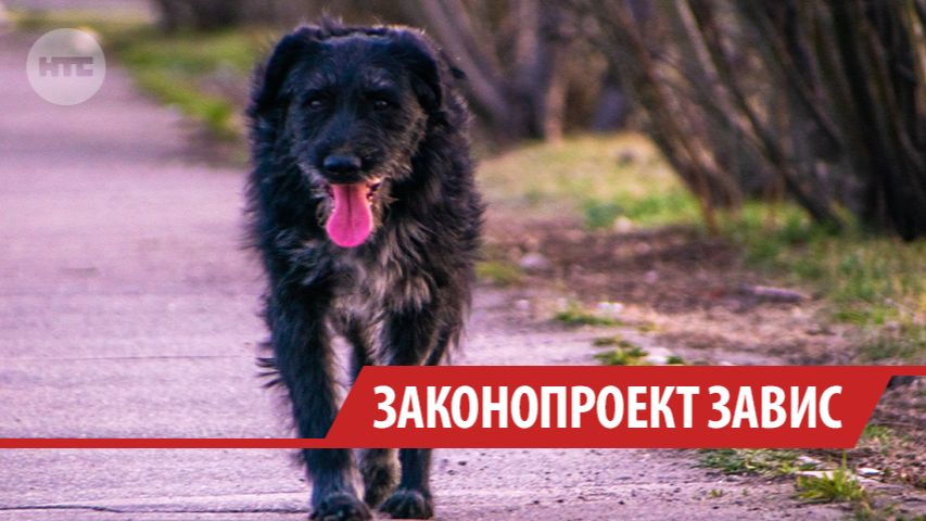 Вступление в силу закона об умерщвлении бездомных псов в Приангарье перенесли на 9 месяцев