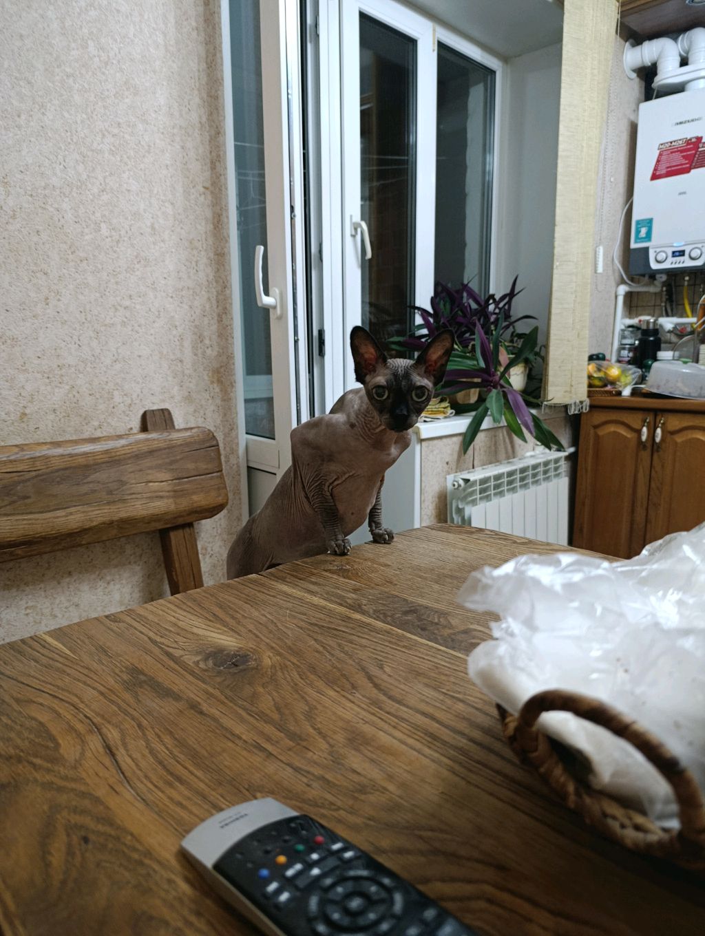 школа