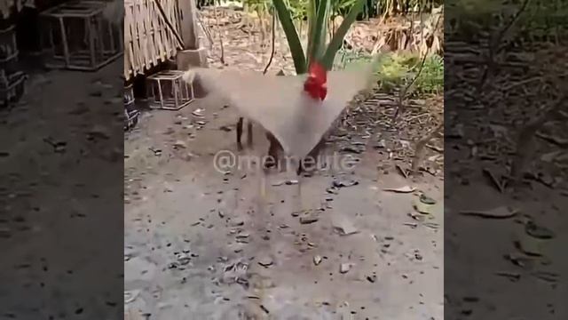 Мемы Funny  Memes Viral Funnyvideo #shorts