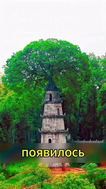Эти ДЕРЕВЬЯ будто нарушают законы природы! 😳🌳 Третье — НЕВЕРОЯТНОЕ  #топ_1080p60