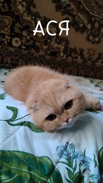 АСЯ