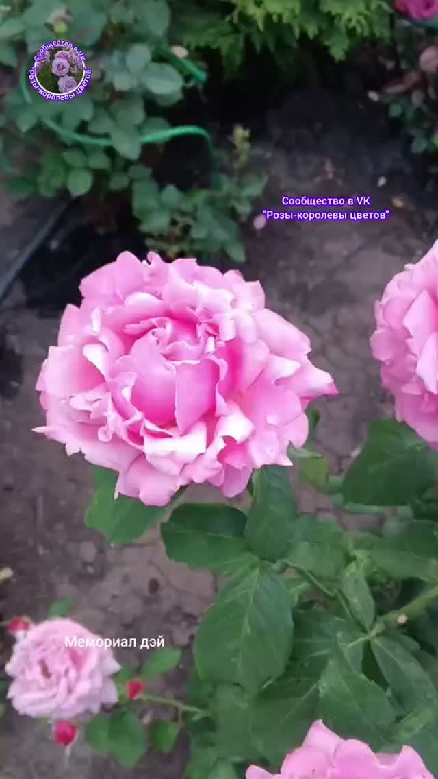 клипы