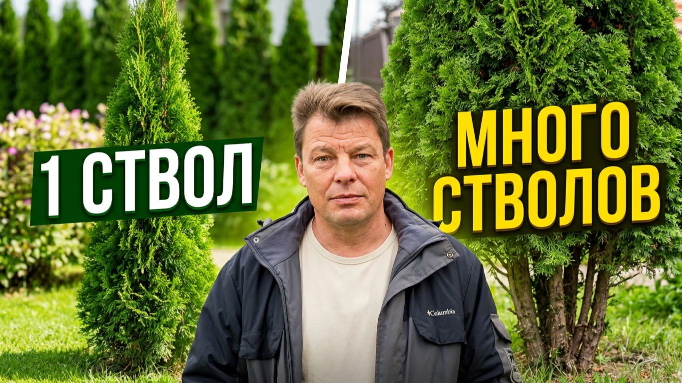 Туи за 7 лет: выросли до 3,43 м! Одноствольные или многоствольные — что выбрать?