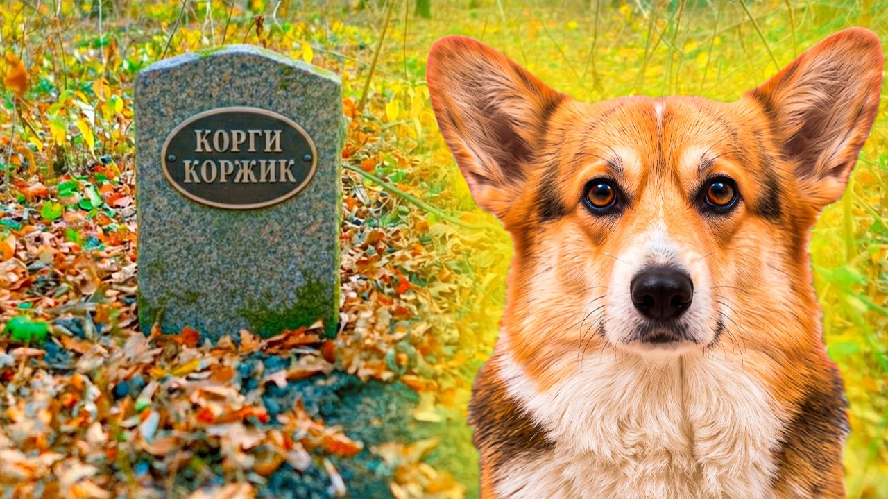 ПРОШЁЛ ГОД СО СМЕРТИ КОРЖИКА