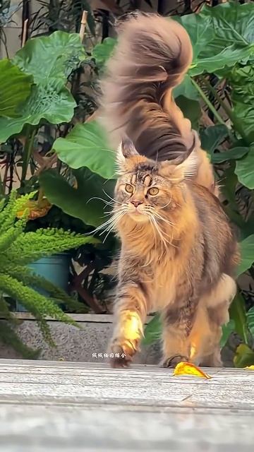 Прекрасные куны из штата Мэн👏💖🌷