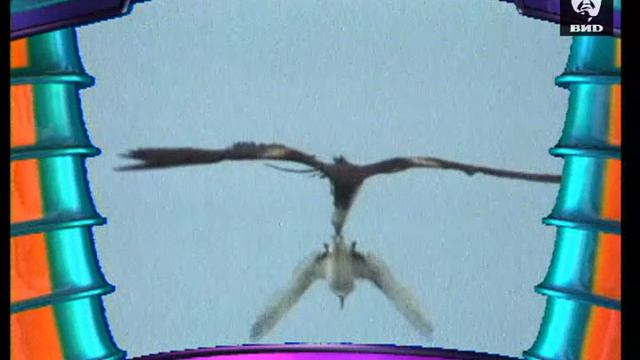Эти забавные животные