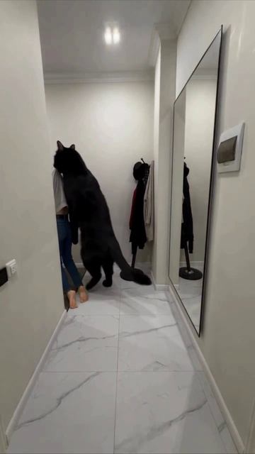 Я завидую Кошатникам....