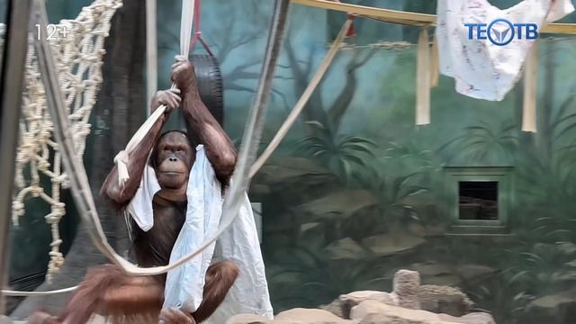 Обезьянам зоопарка нужна «тёплая» помощь!