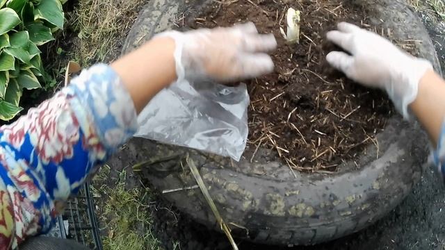 В моем цветнике пополнение.