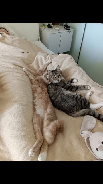 милота 2