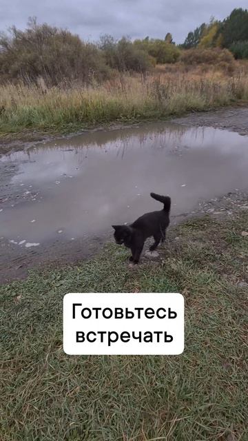 встречайте гостей