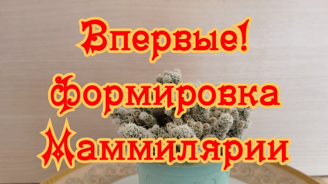 Бонсай из  Суккулентов, Денежного дерева, Крассула, Толстянка.