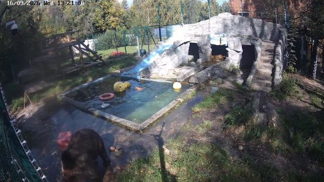 Мансур и оса.