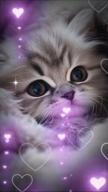это самый милый котик в мире