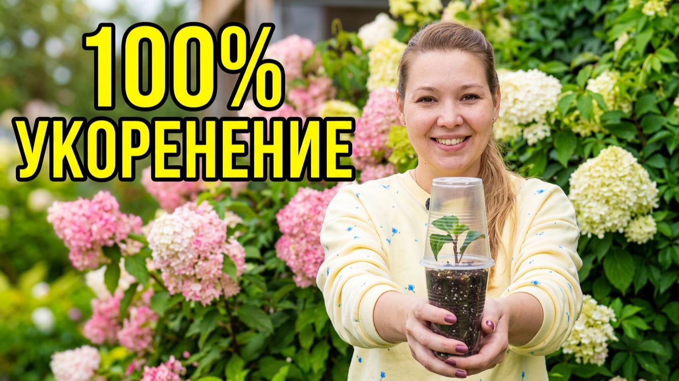 Черенкование гортензии без ошибок: как легко размножить любимый сорт.
