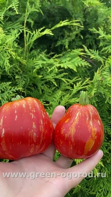 🍅 томат BORSA DI MONTONE /Баранья сумка/ #зеленыйогород #tomato #томаты