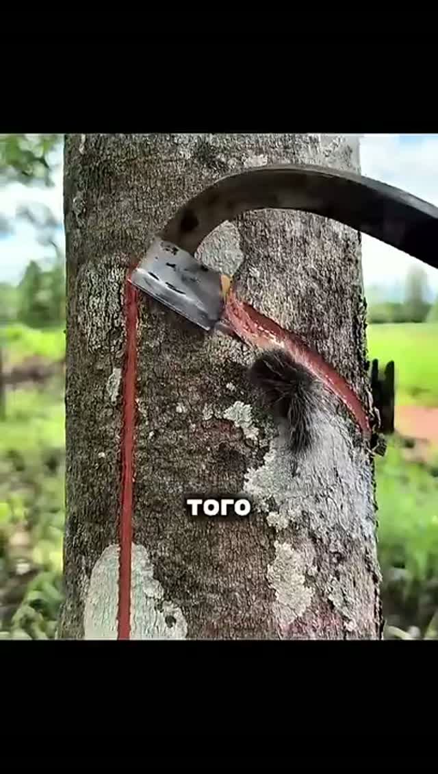 ЦЕННЕЕ ЗОЛОТА?! 😱 Уникальное вещество из ДЕРЕВЬЕВ, о котором ВСЕ МОЛЧАТ!