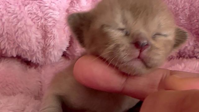 Соболиный бурманский котёнок - Veniamin I  Freya Way*RU Помет «V8»