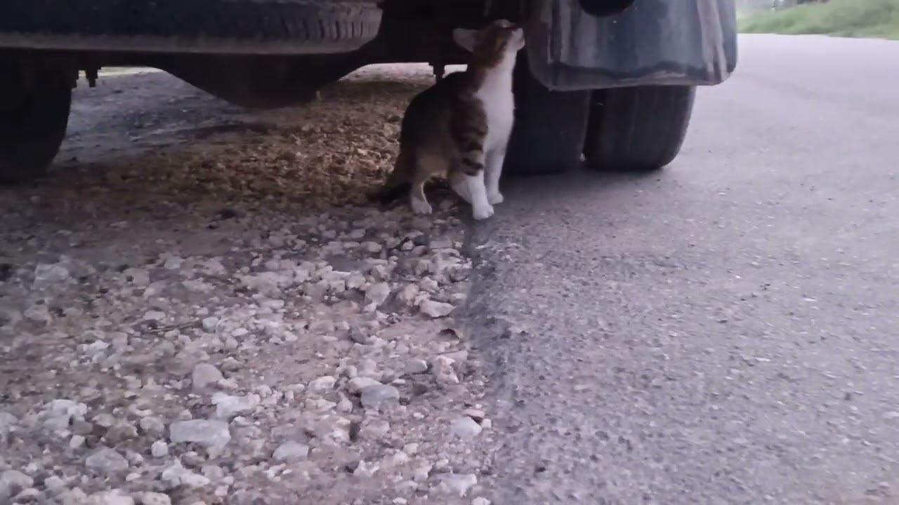 Кошка под машиной #Тамань
