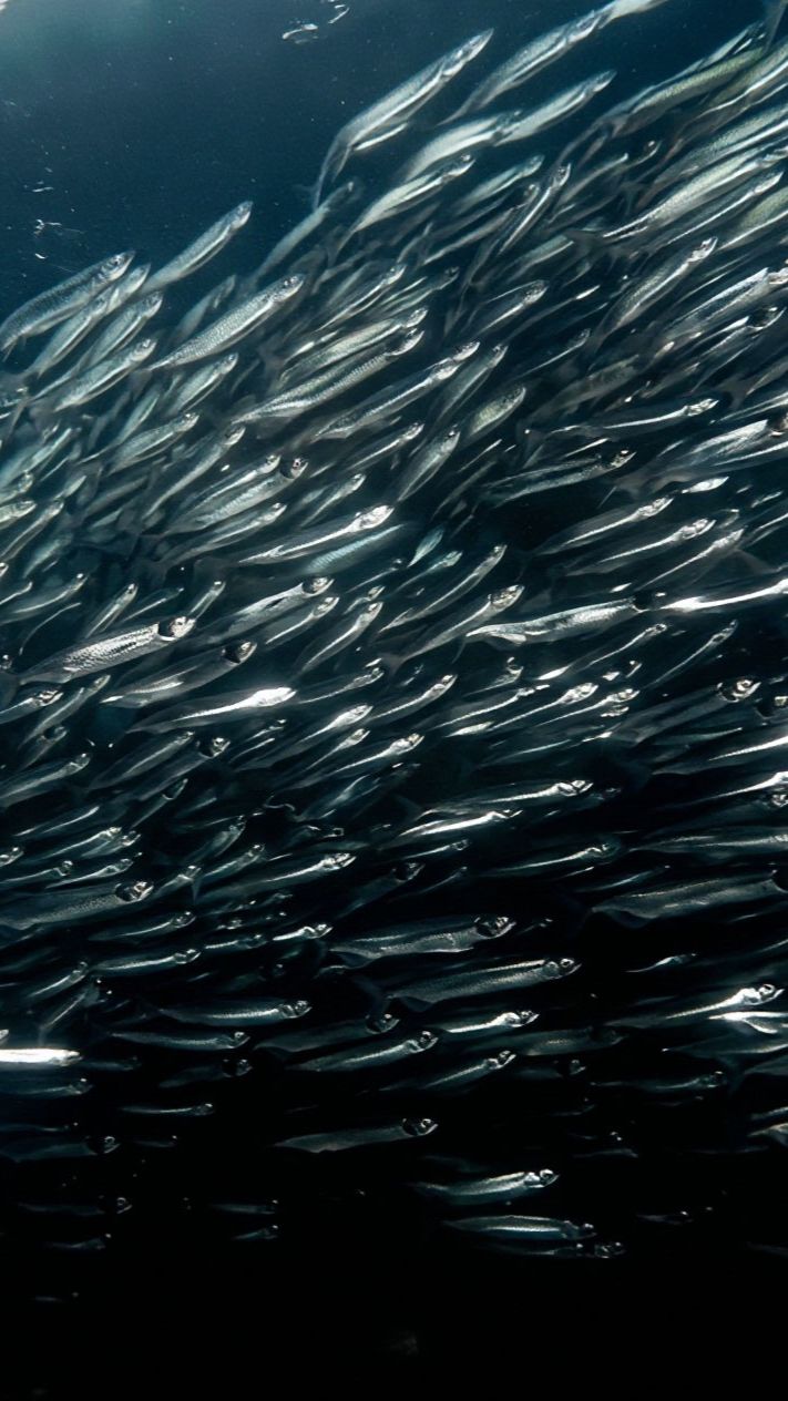 🐟 Куда исчезает мойва? Влияние потепления на рыбные запасы