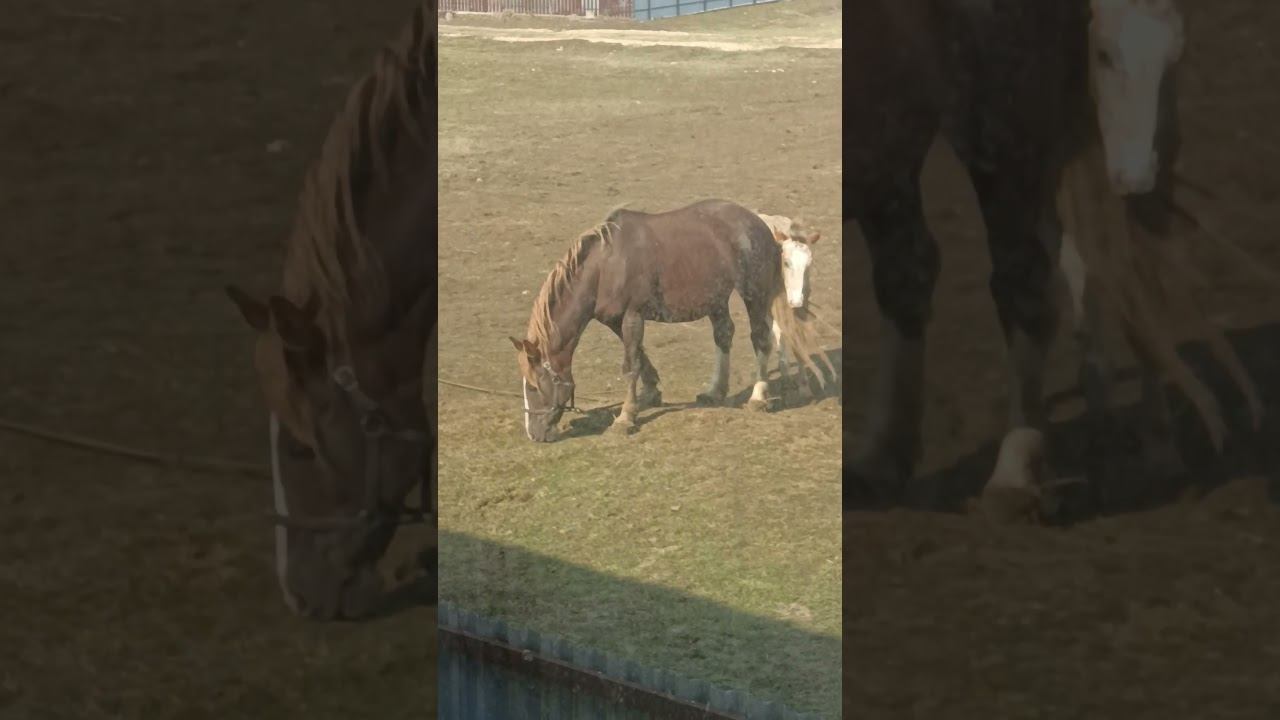 Кони пасутся