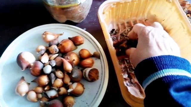 Пора высаживать тюльпаны, нашёлся корень дикого пиона