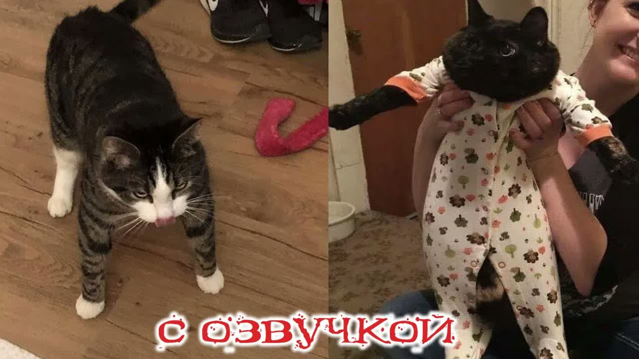 Приколы с котами! С ОЗВУЧКОЙ! Смешные коты 2024! САМЫЕ СМЕШНЫЕ ЖИВОТНЫЕ!