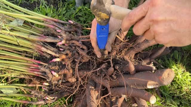 Разделили огромный пион! Пошаговое деление куста и посадка одной деленки