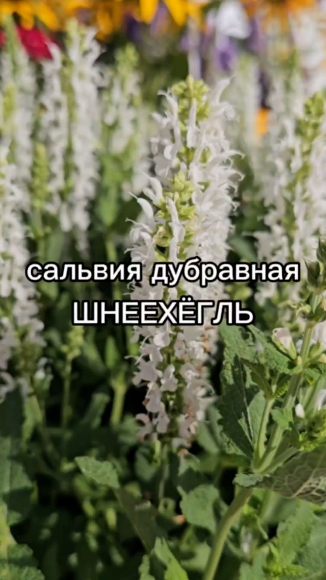 Неприхотливый многолетник, цветущий до самых морозов.
