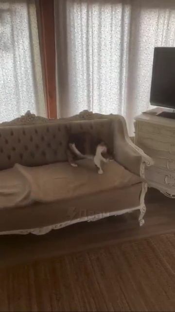 Кот паркурщик