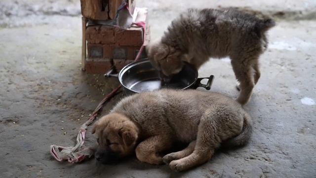Урожай в Гору: 20kg+ Маниока Гигант Прямо на Выставке | Ly Thi Ca Португальский