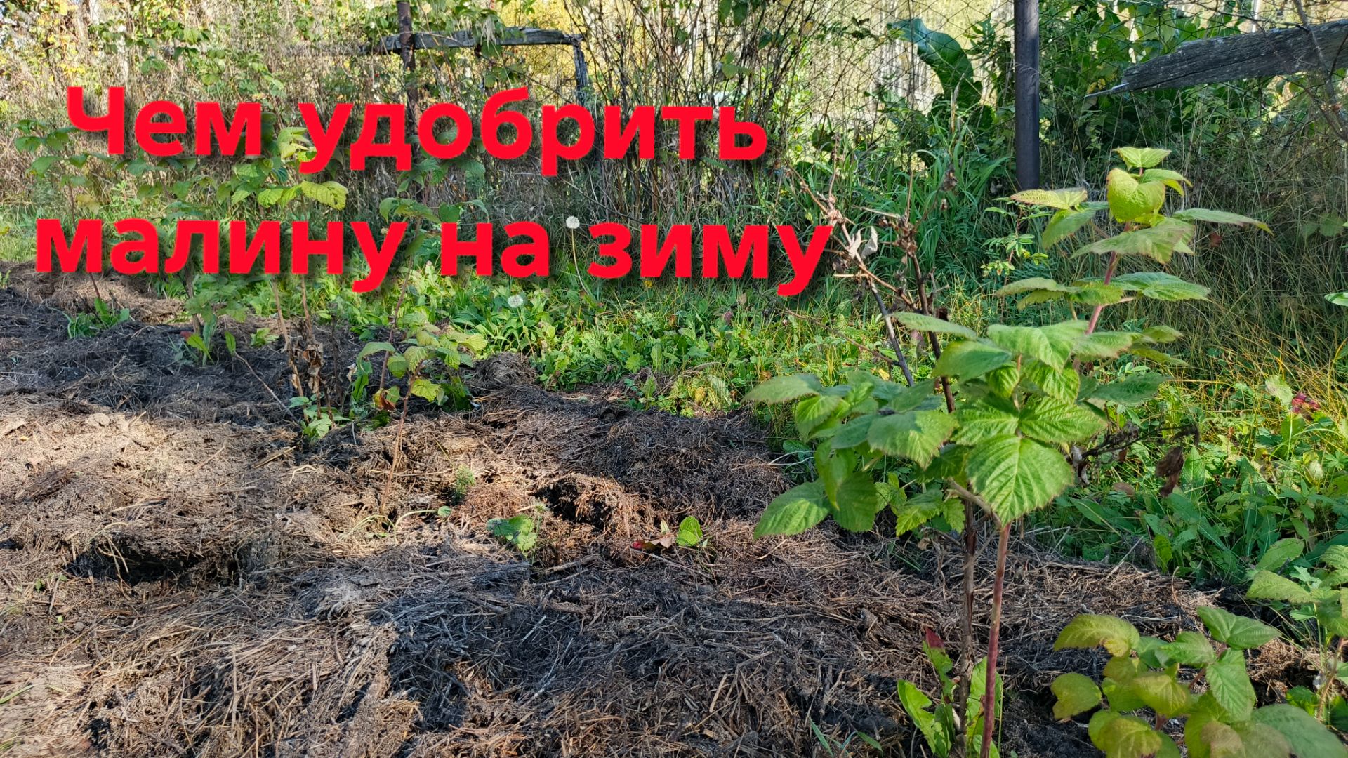 Сад и огород