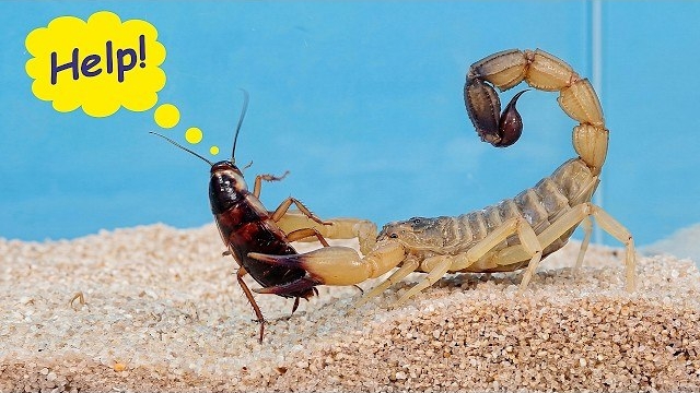 Мой новый питомец — самый смертоносный скорпион в мире! Androctonus Australis
