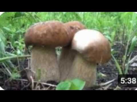 Белый гриб  Наблюдение за ростом   Развитие в течение шести дней  Boletus Edulis In Siberia Russia