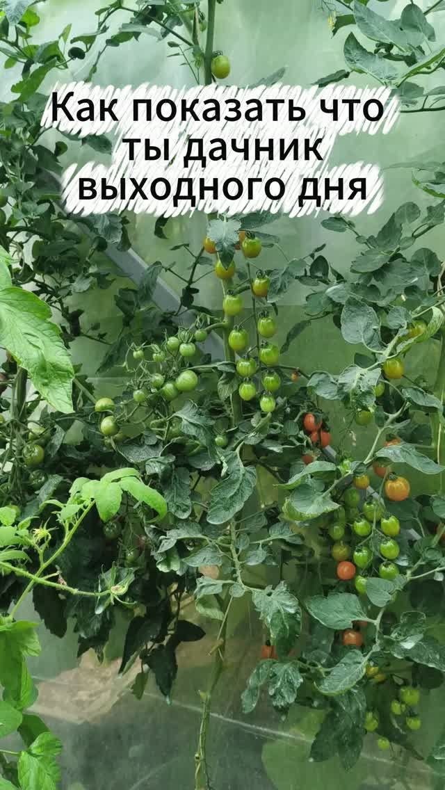 огород и эксперименты