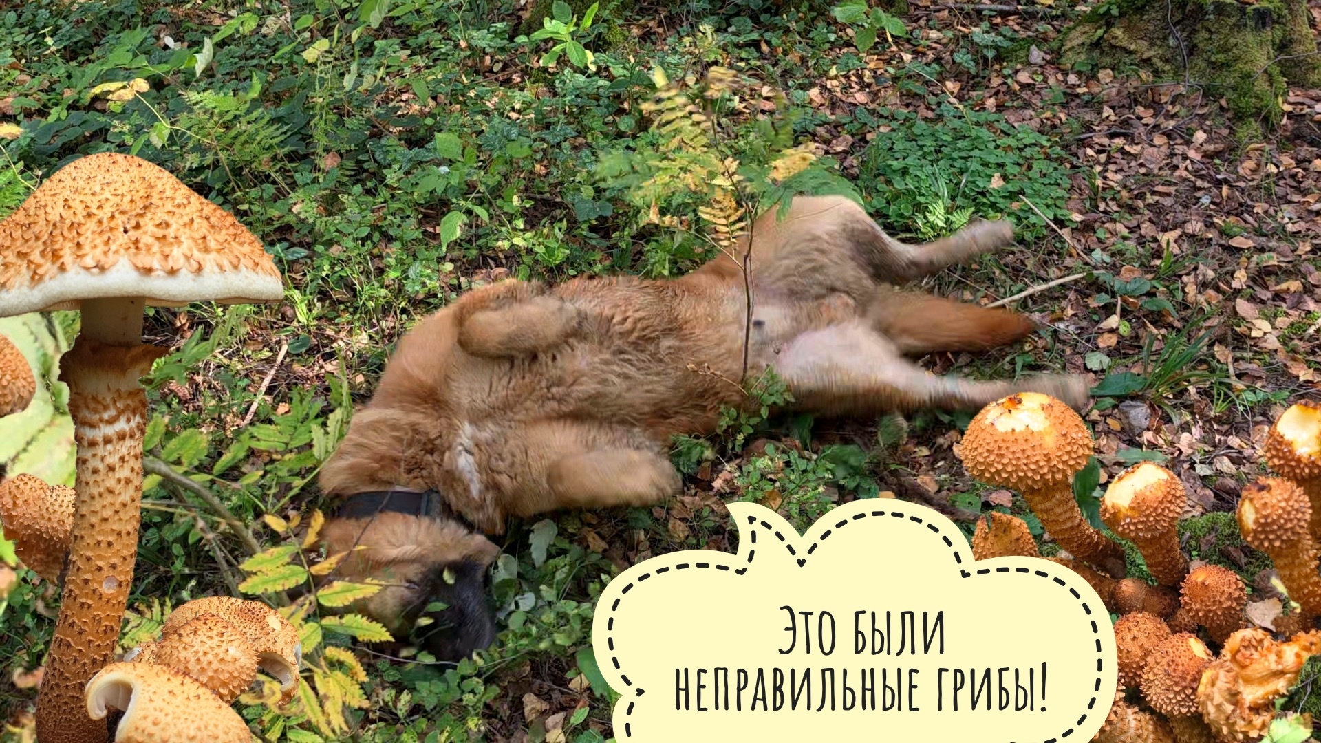 БубуМаша затрогала весь лес! Взяли Пса Кубика и ушли в чащу смотреть маленькие грибочки