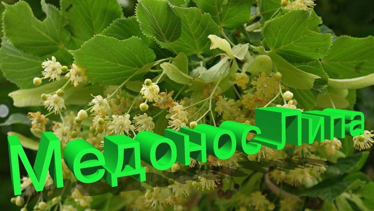 🌳 Липа как медонос: продуктивность, сроки цветения и нюансы кочёвки. Отвечает Кашковский 🐝🍯