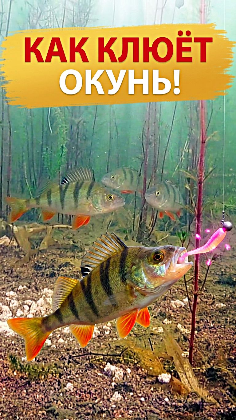 КАК КЛЮЁТ ОКУНЬ!