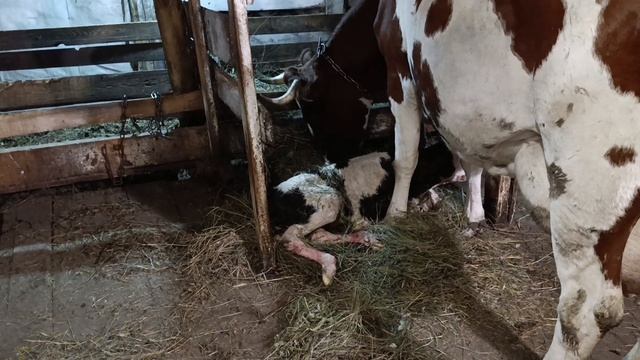 Пополнения в хозяйстве/Прибавилось работы