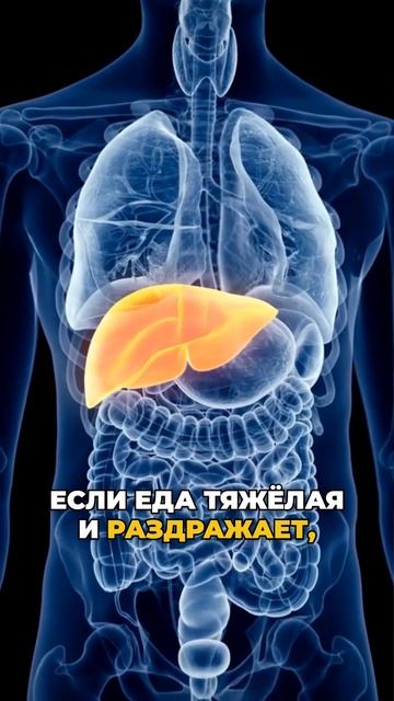 Почему подсолнечное масло губит вашу печень — и чем его заменить.