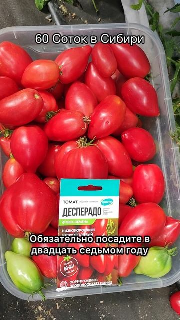 Эти 3 томаты поражают вкусом сразу, других сортов и не надо! #огород #сад #дача #60сотоквсибири